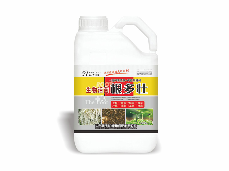 根多壮